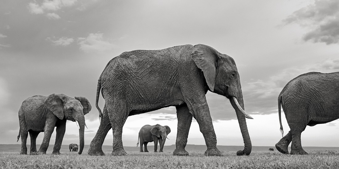 Photographie d'un groupe d'éléphants en noir et blanc.